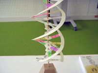 utpӂDNA